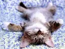 kitten