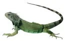 iguana