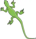 lizard