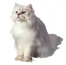white cat