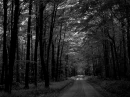 Black Forest
