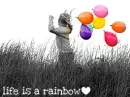 Life is a Rainbow