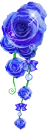 BLUE ROSE