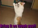 bring it on tough guy