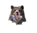 brown bear