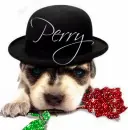Puppy wearing hat (glitter)- Perry