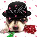Puppy wearing hat (glitter rose & floating hearts)- Siabhra