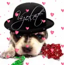 Puppy wearing hat (glitter rose & floating hearts)- Vyolet