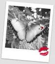 butterfly HEART muzik