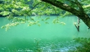 Green nature