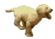 running golden retriever