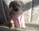 doggy
