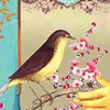 Pretty bird