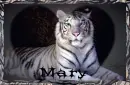 tiger with Mary