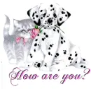dog & cat