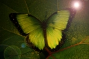 green butterfly