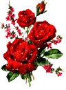 red roses