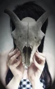 animal skull