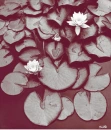 NATURA
