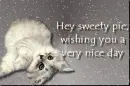 good morning