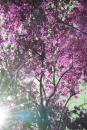 purple tree