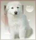 Cute Puppy/ perrito