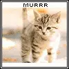 cute kitten