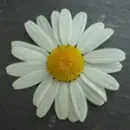 camomile