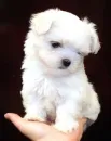 white puppy