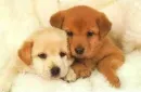 cuties