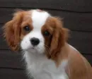 pretty face