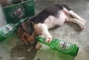 don't drink to much..