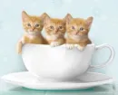 tea timeee!!!!