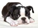 good boy