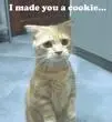 A CUTE CAT!!!