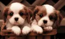 cute puppies