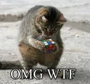 Cat with a rubix cube