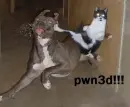 bulldog vs cat