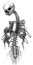 Skeleton