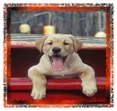Dog-blinking and smiling