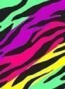 colourful zebra