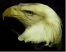 Eagle Crying
