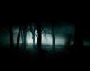 pretty forest