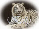 Kelly Tiger