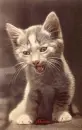 cat-blinking and smiling