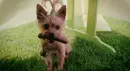 CUTE PUPPY