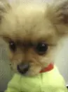 LIL PUPPY