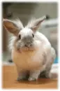 FUZZY BUNNY