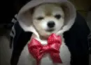 KAWAII PUPPY