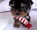 LIL YORKIE